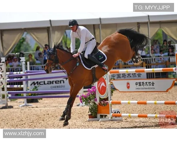 马术场地障碍赛晋级之路探秘技巧与策略分享